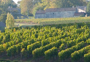 Puisseguin Saint-Emilion